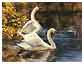 watercolor painting two swans