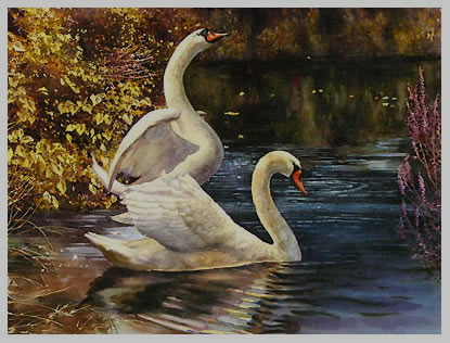 watercolor painting swan lake